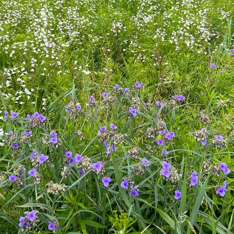 Prairie Spiderwort