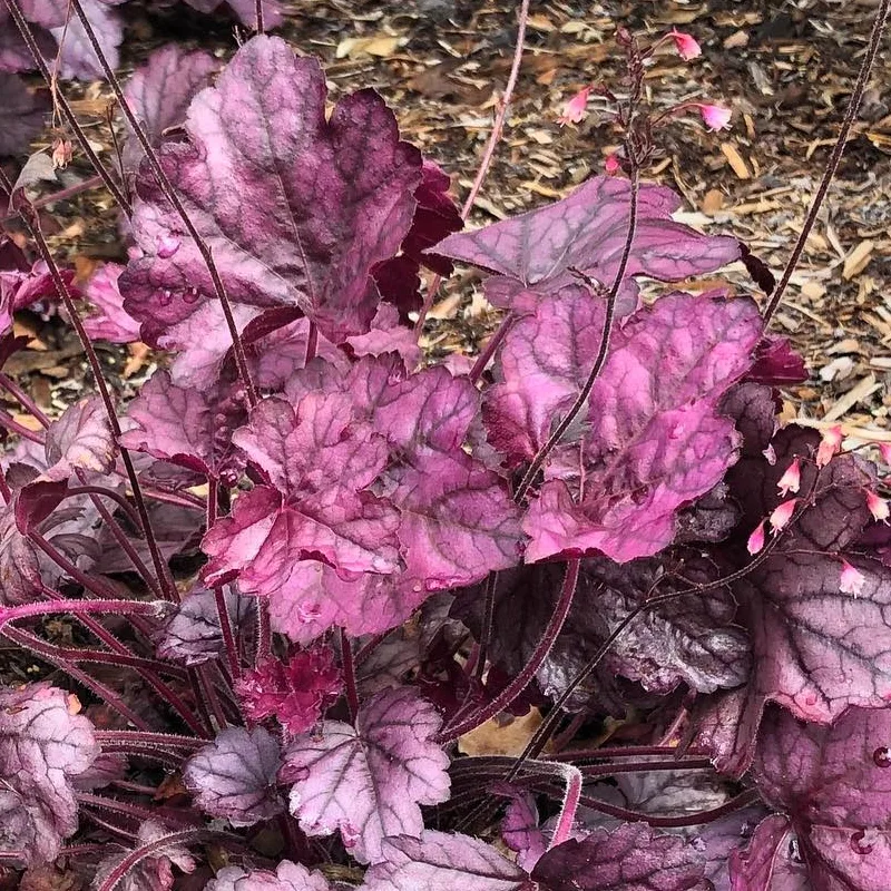 Primo Wild Rose Heuchera