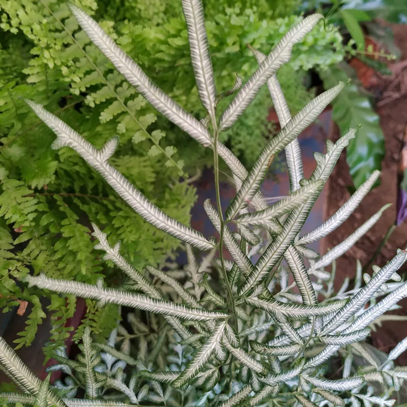 Pteris Ensiformis