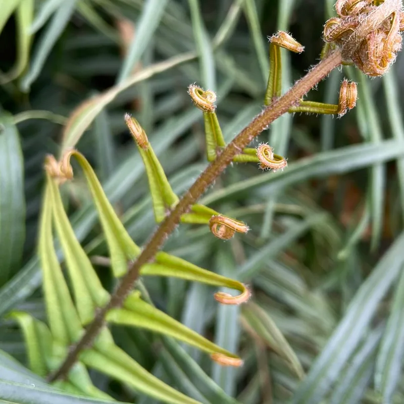 Pteris Vittata