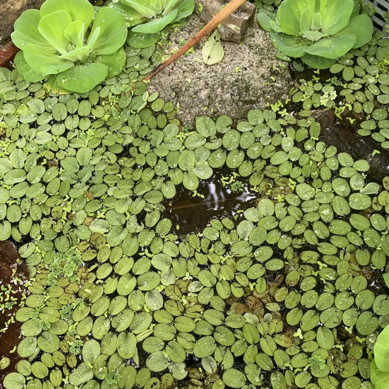 Salvinia Auriculata