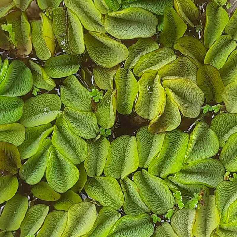 Salvinia Molesta