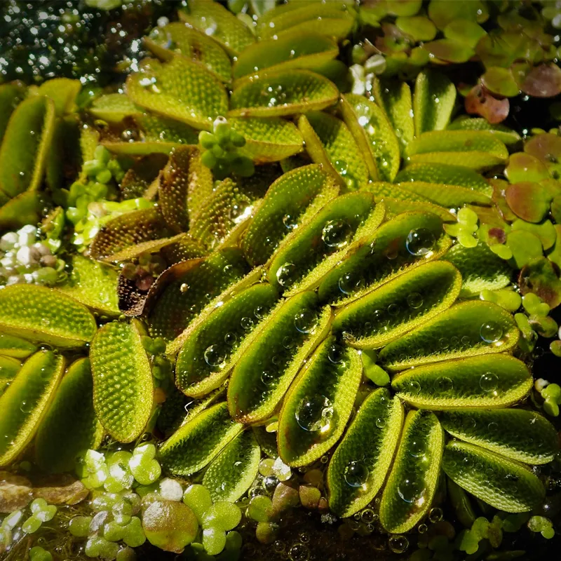 Salvinia Natans