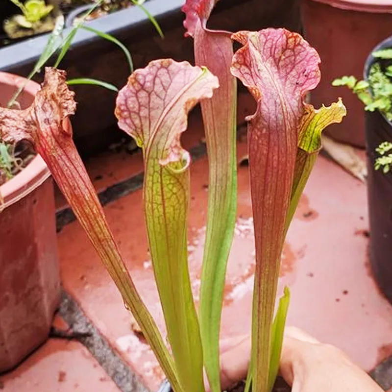 Sarracenia Judith Hindle