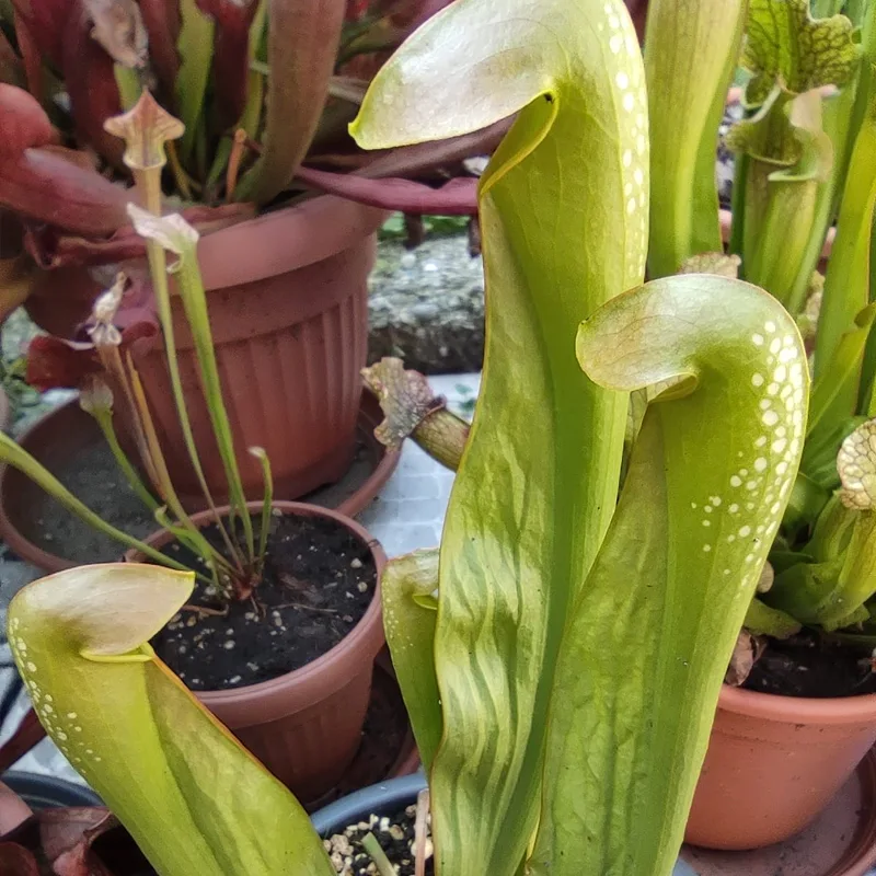 Sarracenia Minor