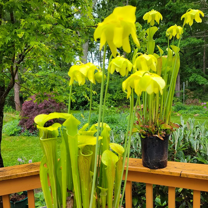 Sarracenia Oreophila