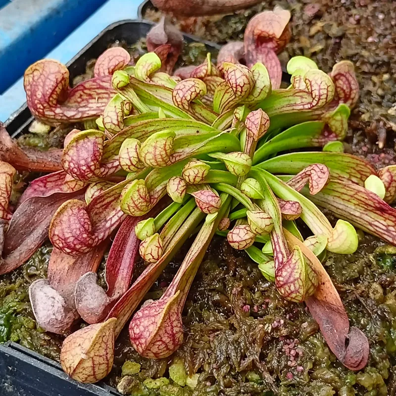 Sarracenia Psittacina