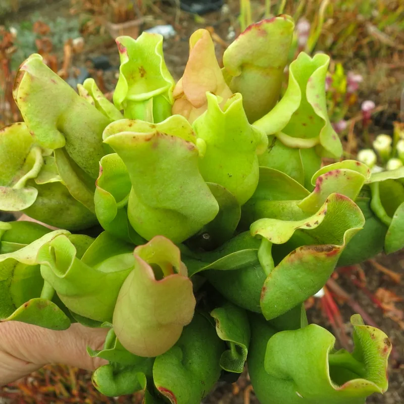 Sarracenia Rosea