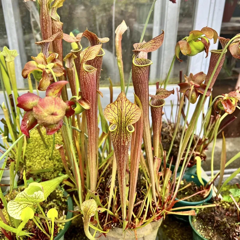 Sarracenia Rubra