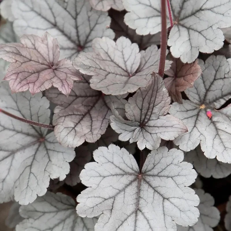 Silver Gumdrop Heuchera