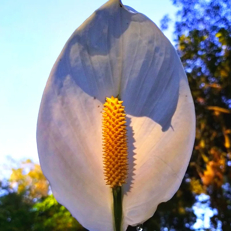 Spathiphyllum Cochlearispathum