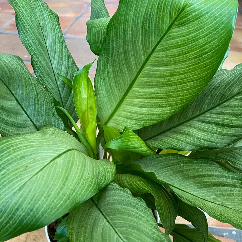 Spathiphyllum Platinum Mist