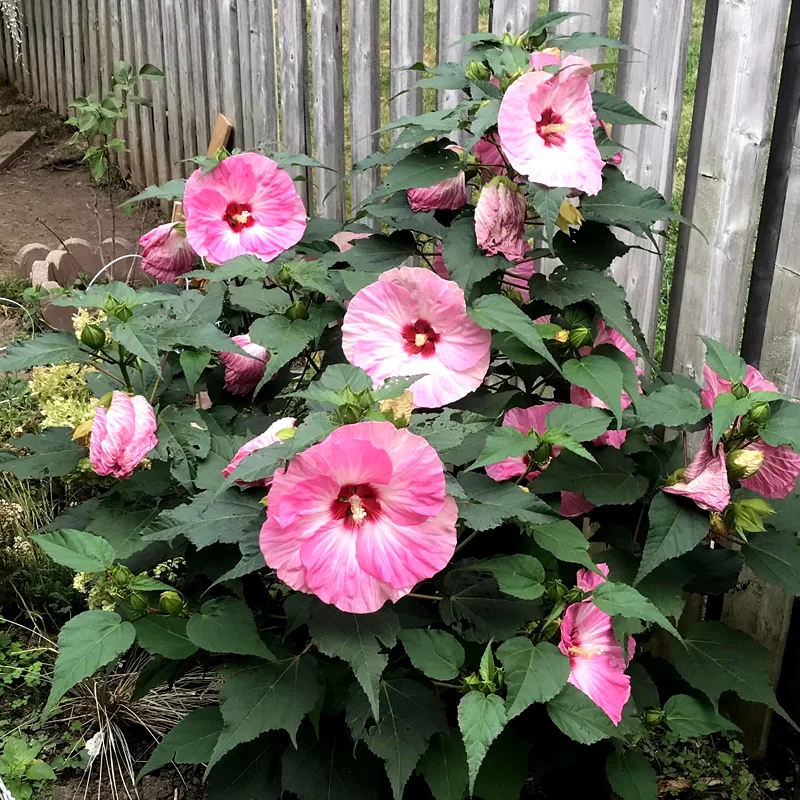 Spinderella Hibiscus