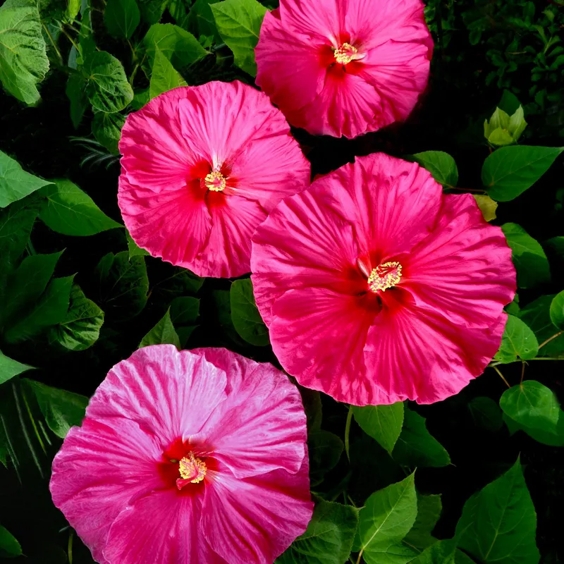 Summer In Paradise Hibiscus