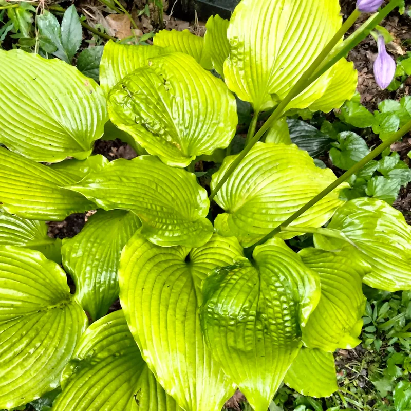 Sun Power Hosta