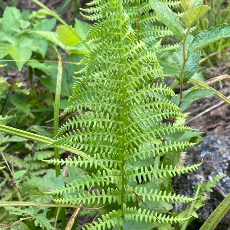 Thelypteris Palustris