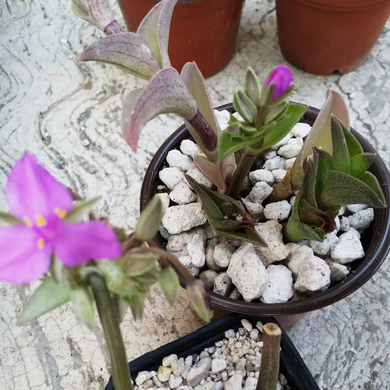 Tradescantia Navicularis