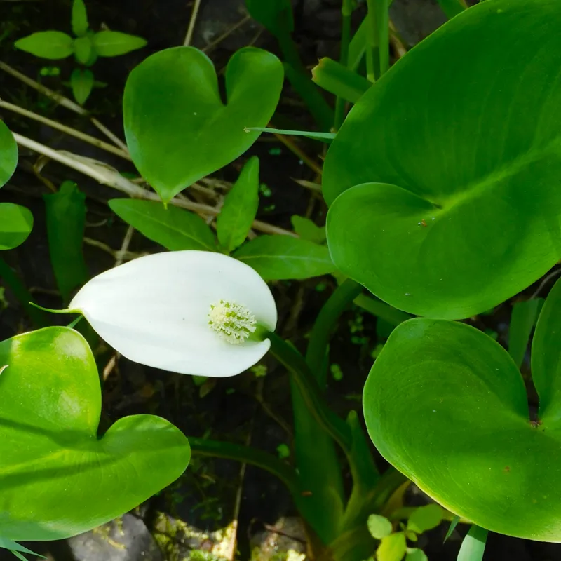 Water Arum