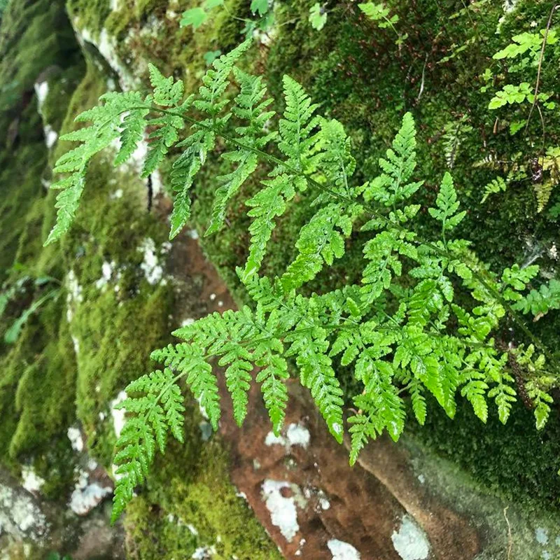 Woodsia Obtusa