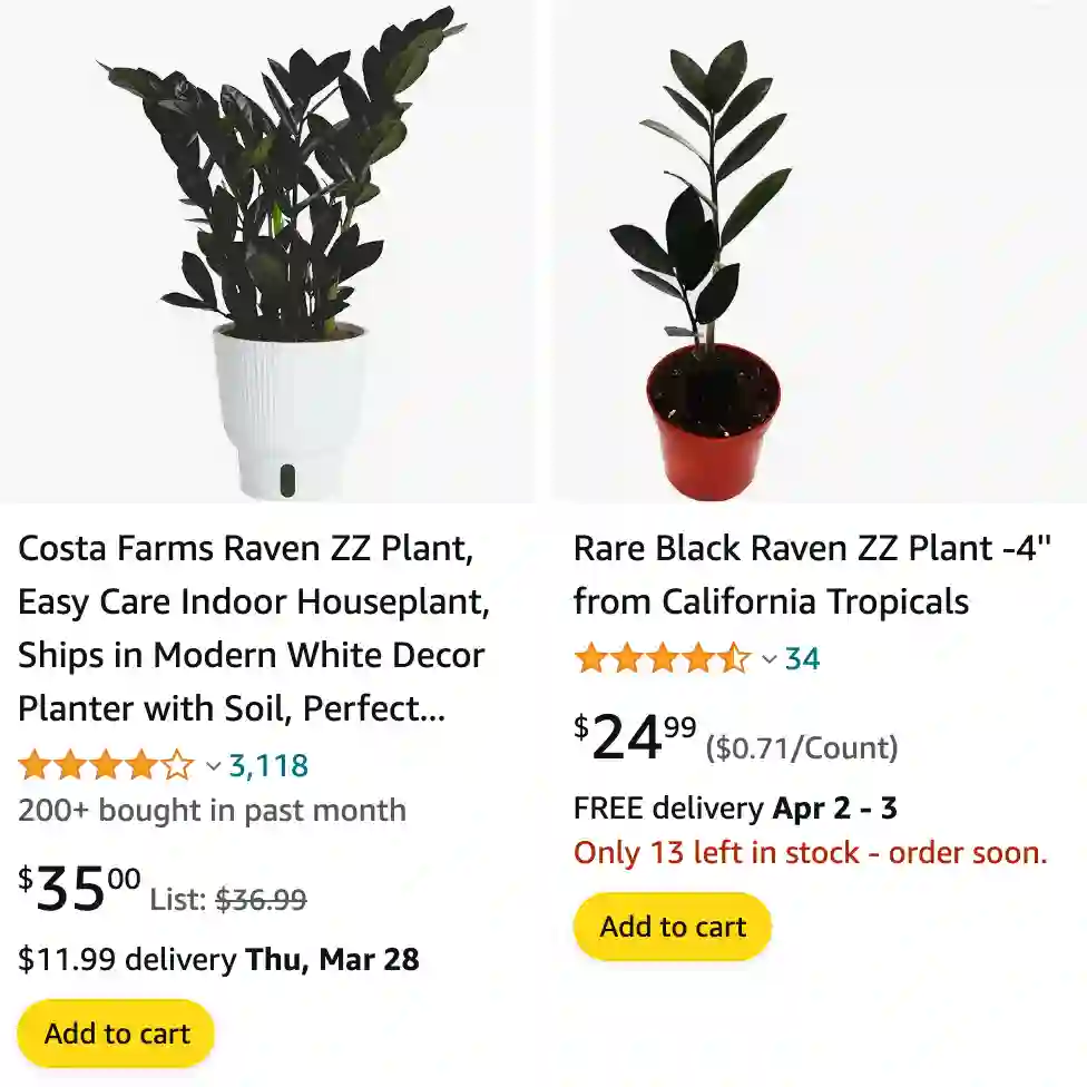 Zamioculcas Zamiifolia Raven | Monsteraholic