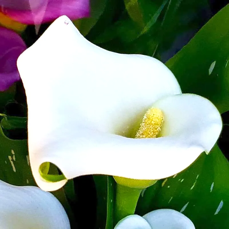 Zantedeschia Rehmannii