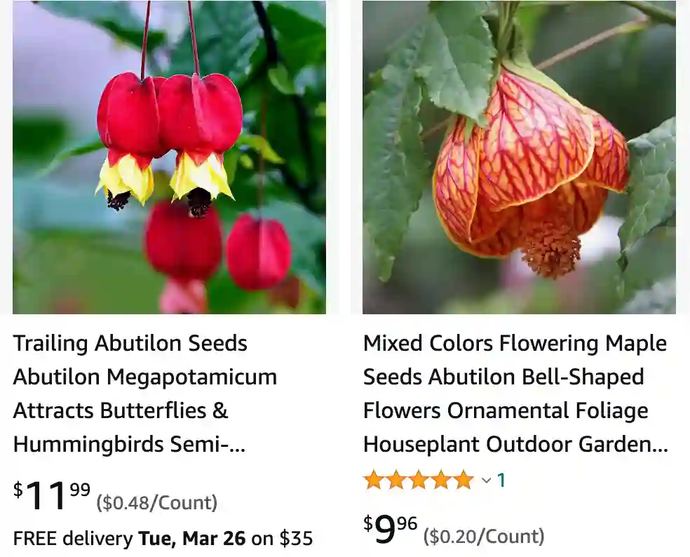 Abutilon | Monsteraholic