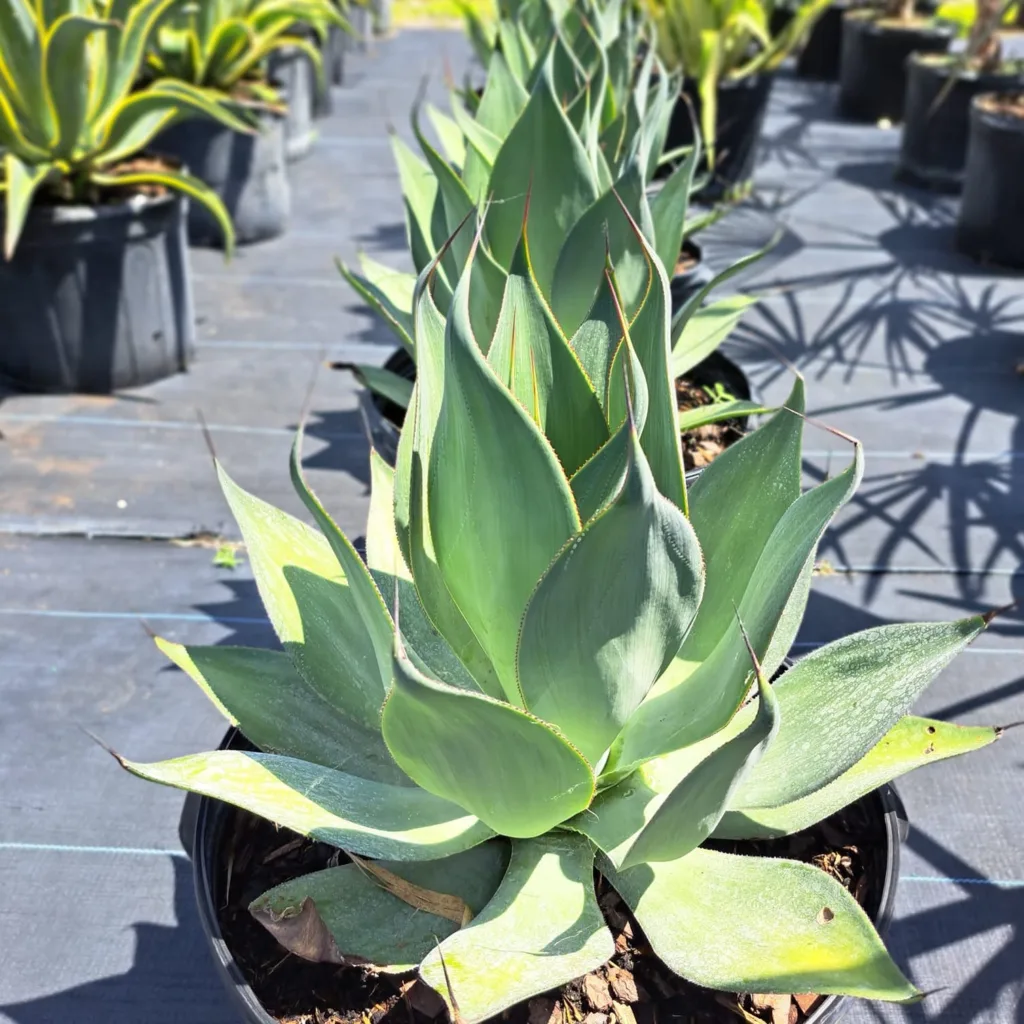 Agave Blue Flame