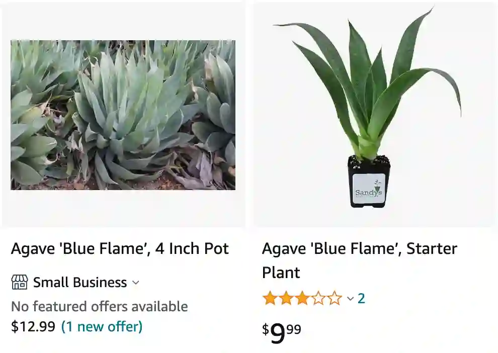 Agave Blue Flame | Monsteraholic