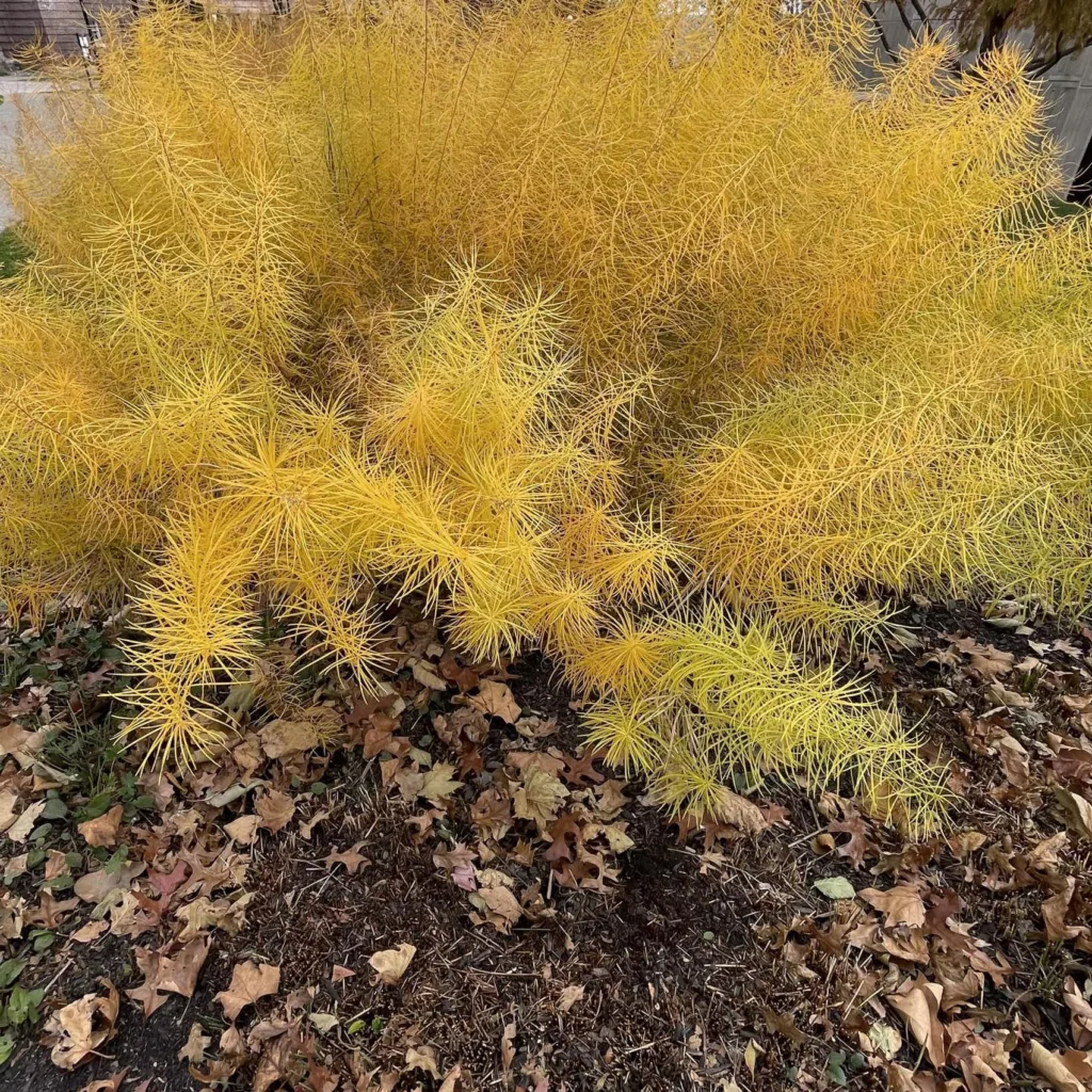 Amsonia Hubrichtii