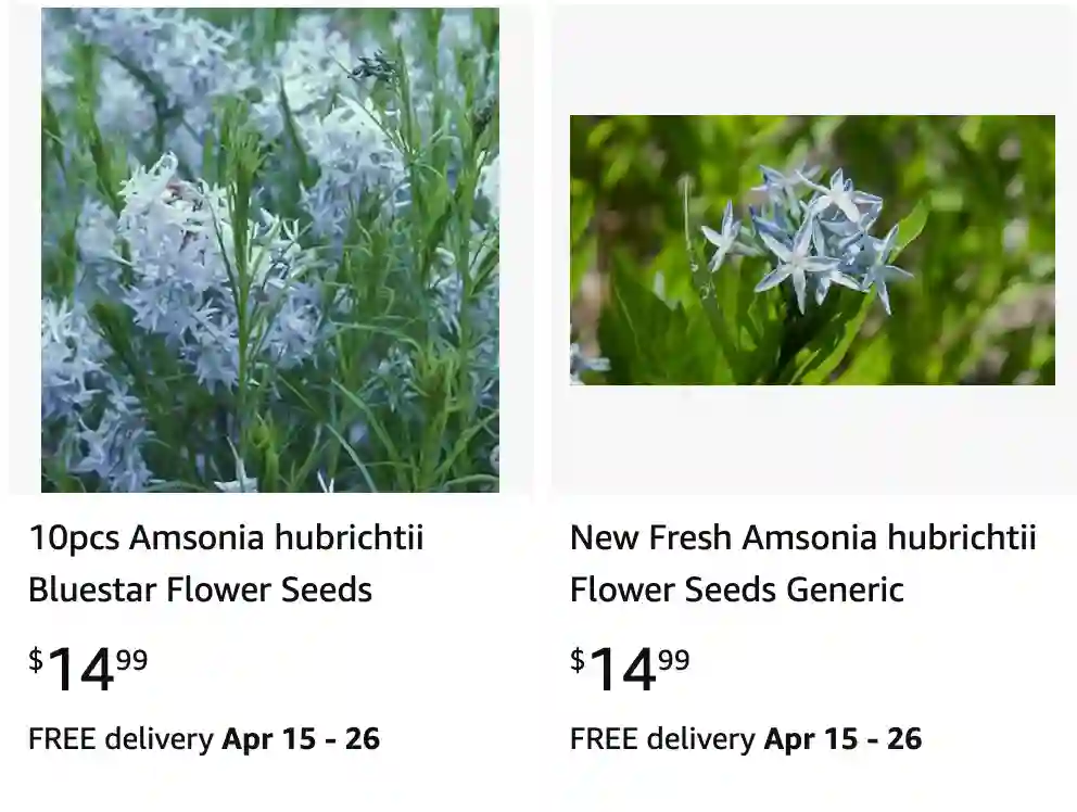 Amsonia Hubrichtii | Monsteraholic