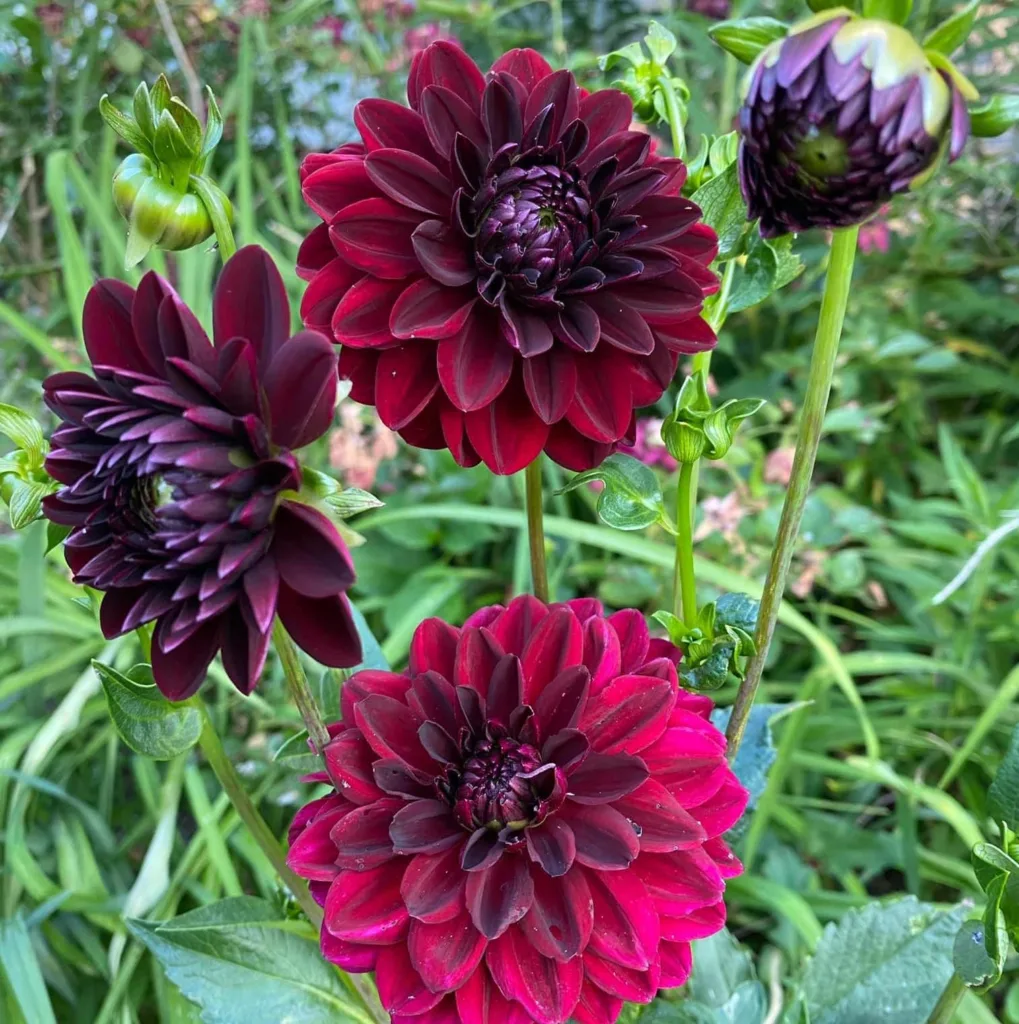 Black Dahlia Plant