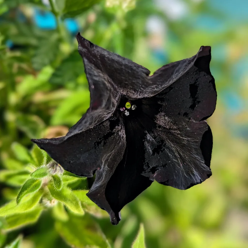 Black Petunia