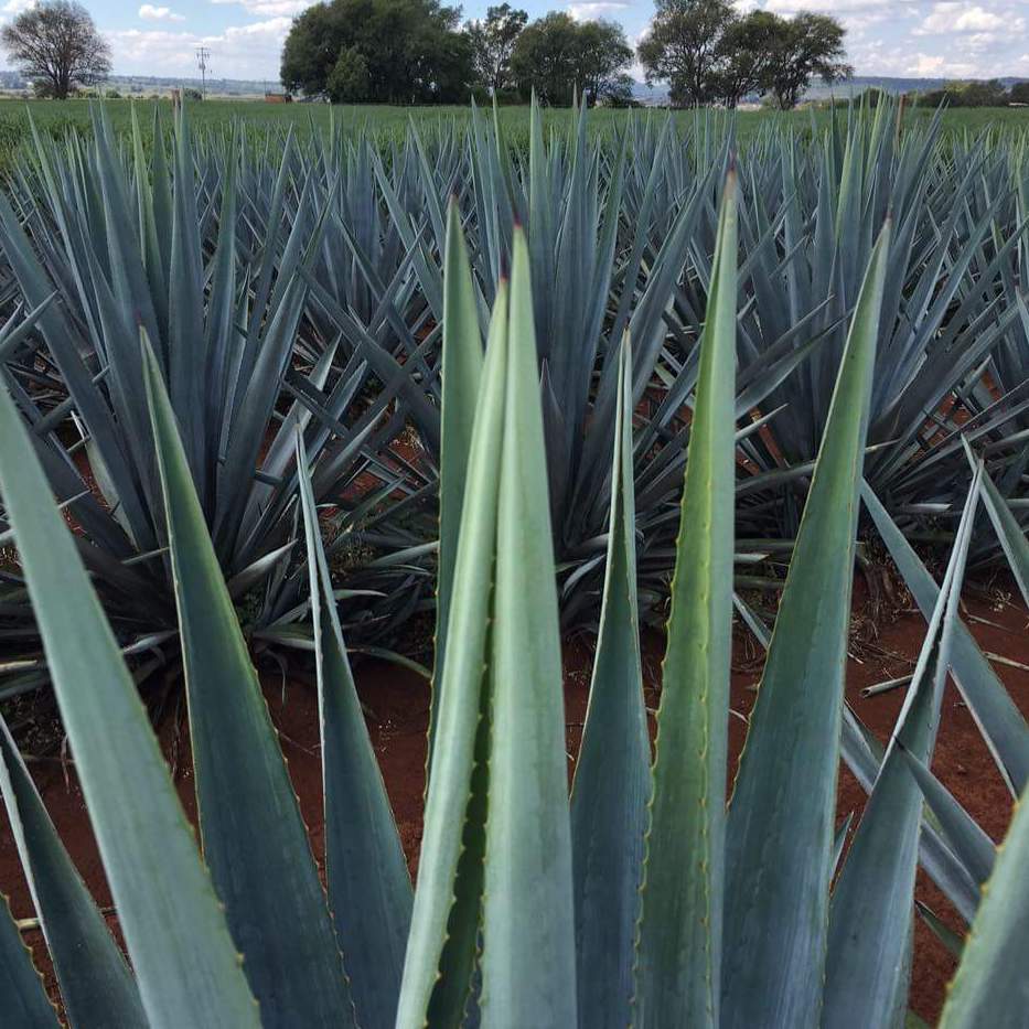 Blue Agave Plant