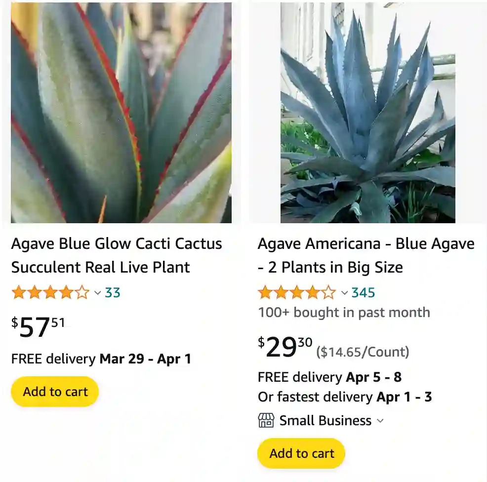 Blue Agave Plant | Monsteraholic