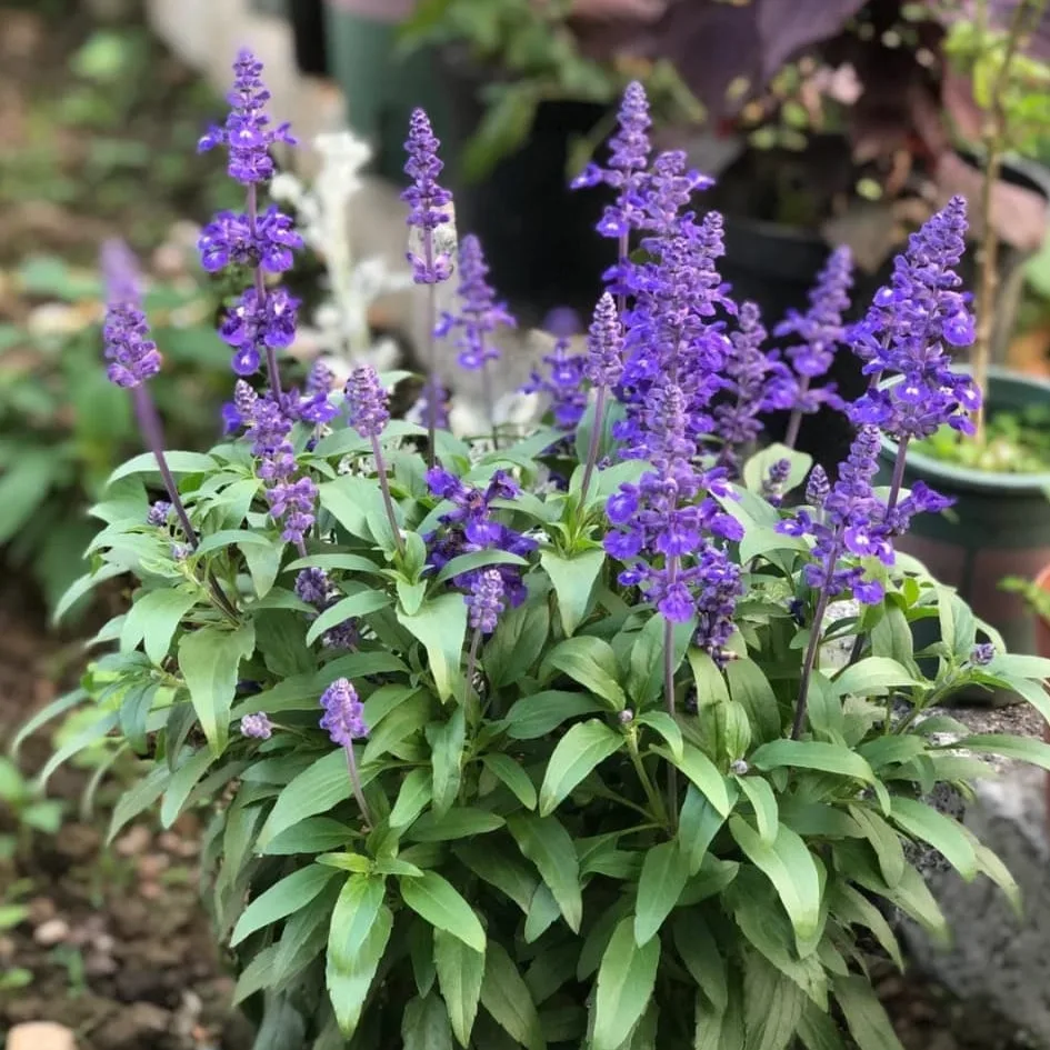 Blue Salvia