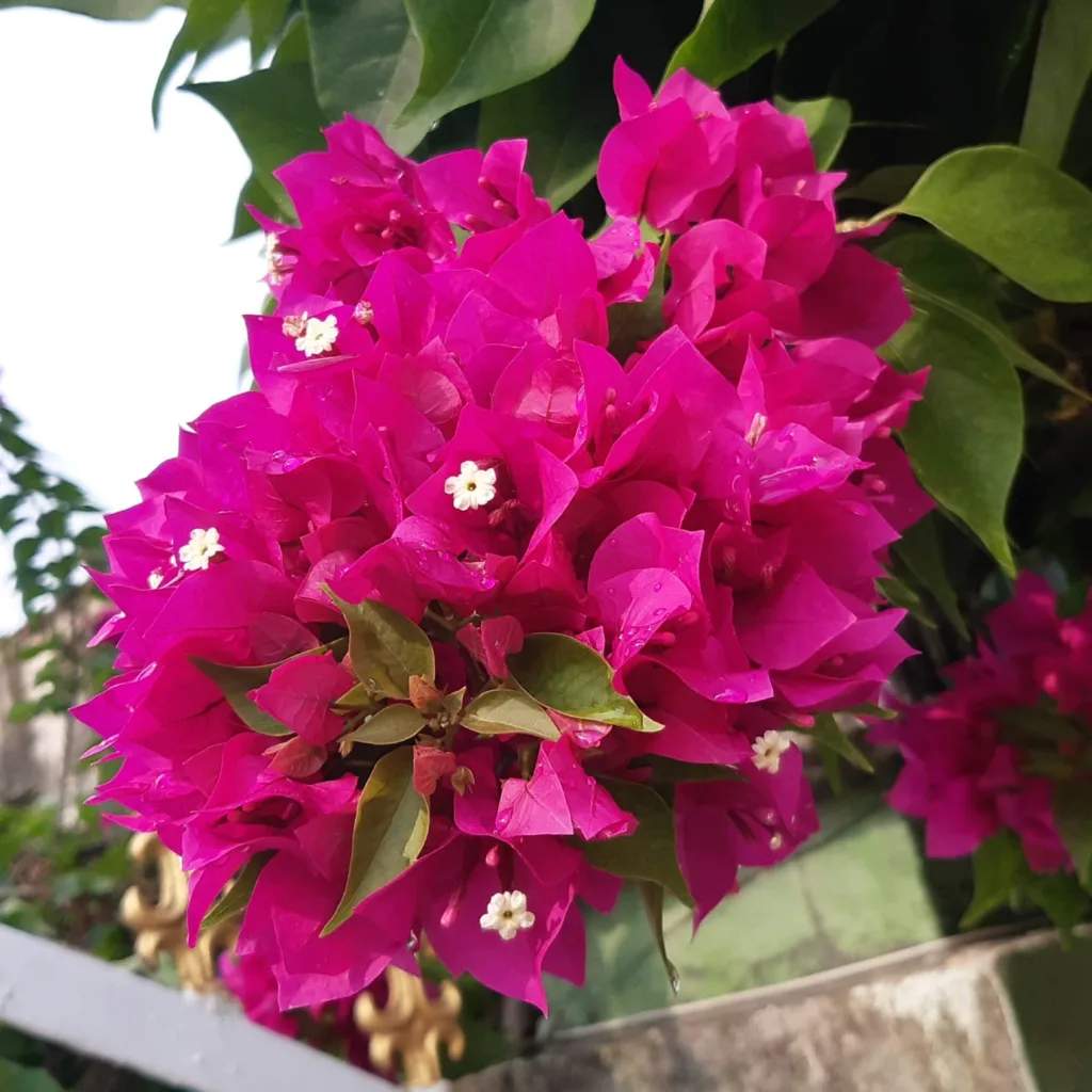 Bougainvillea Glabra