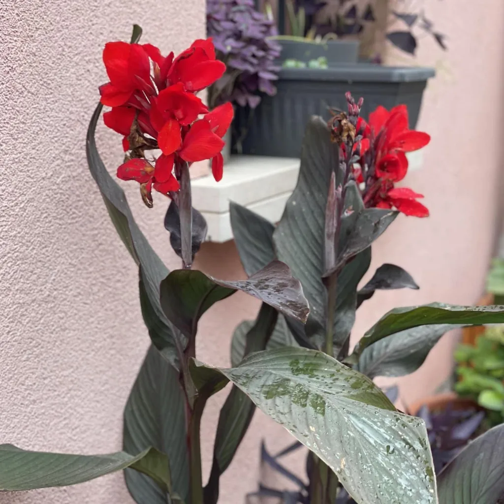 Canna Indica