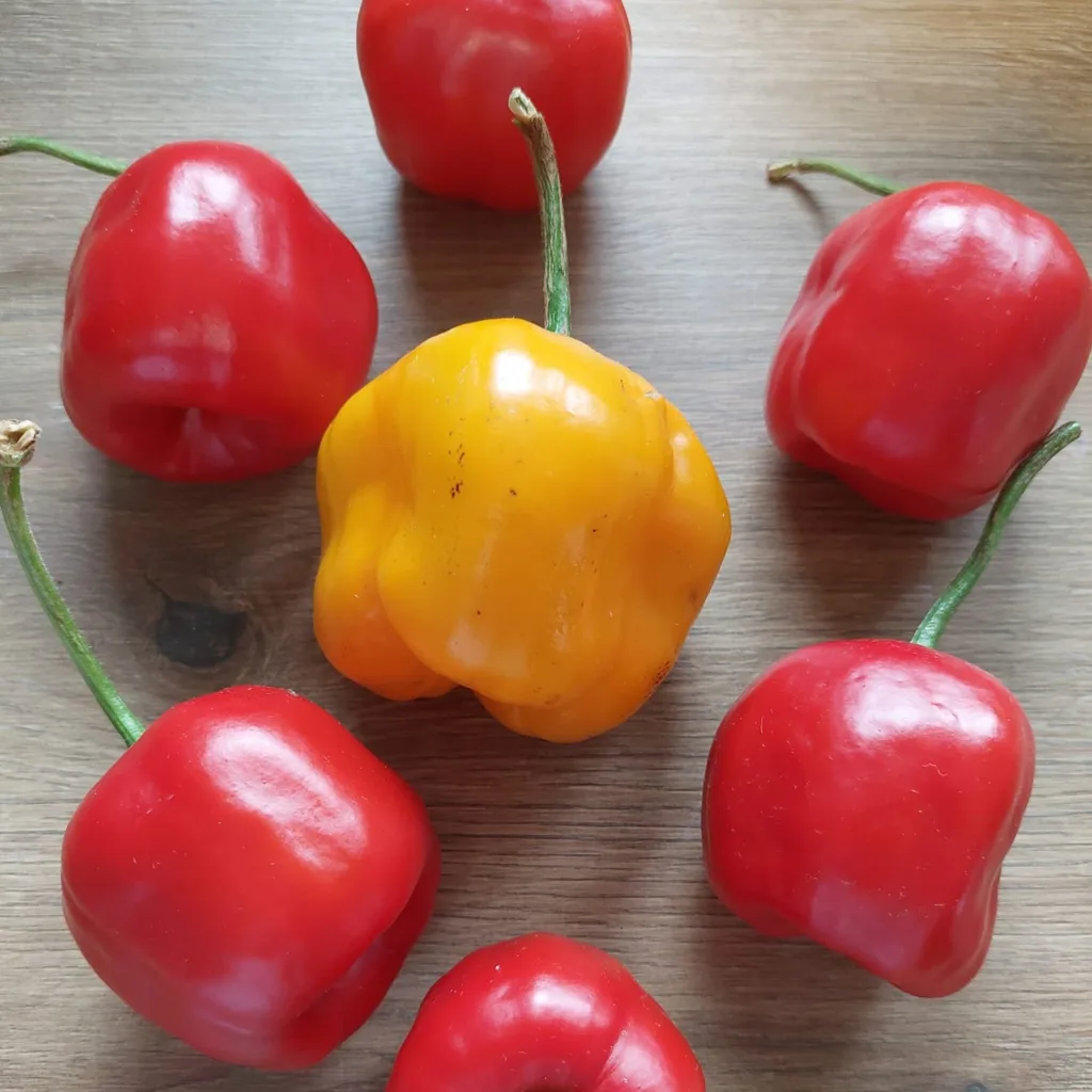 Capsicum Pubescens