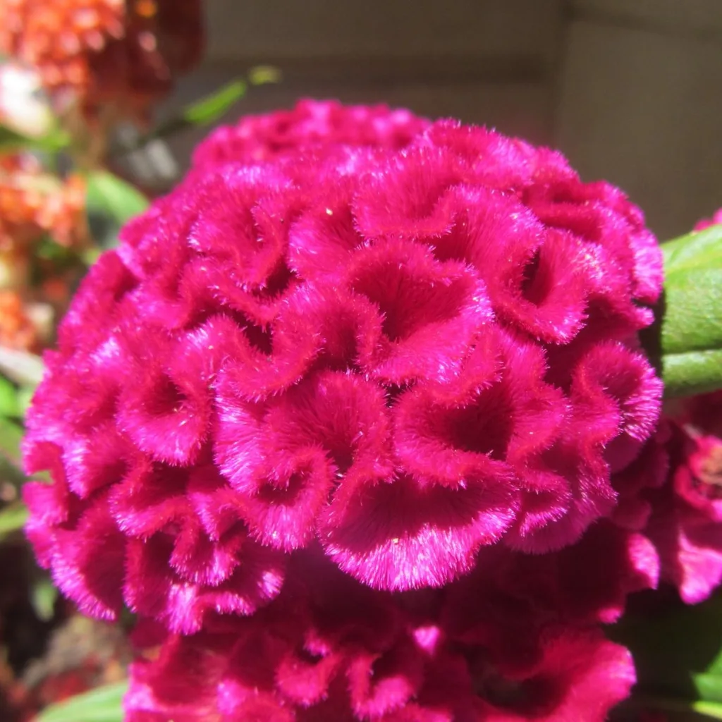 Celosia Cristata