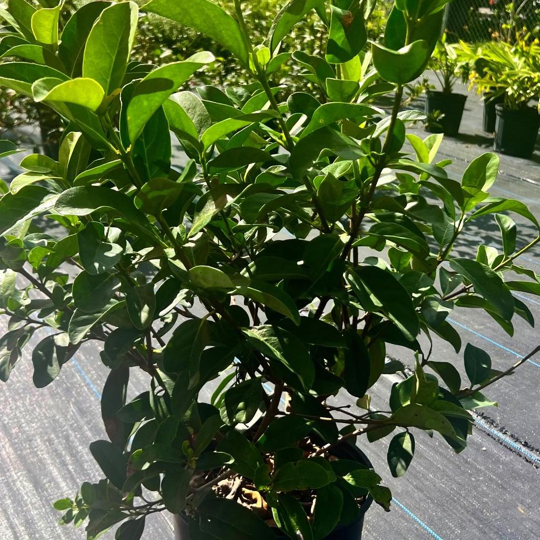 Plant FAQs Chindo Viburnum