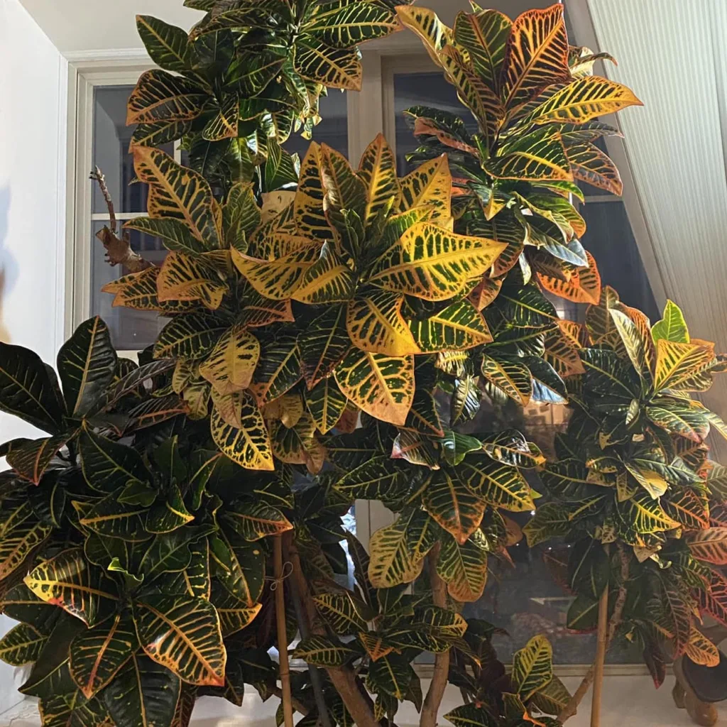 Croton Petra