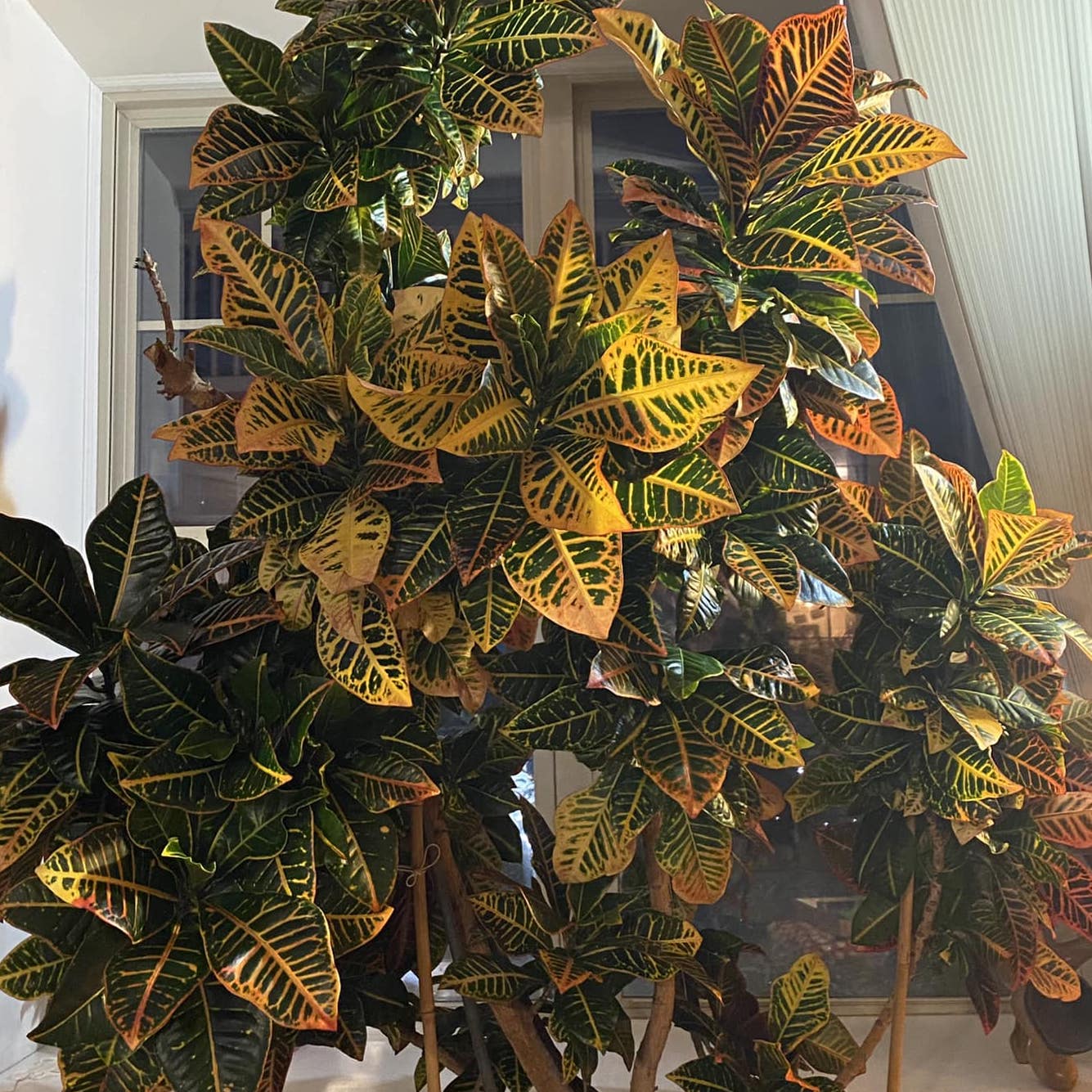 Plant FAQs Croton Petra