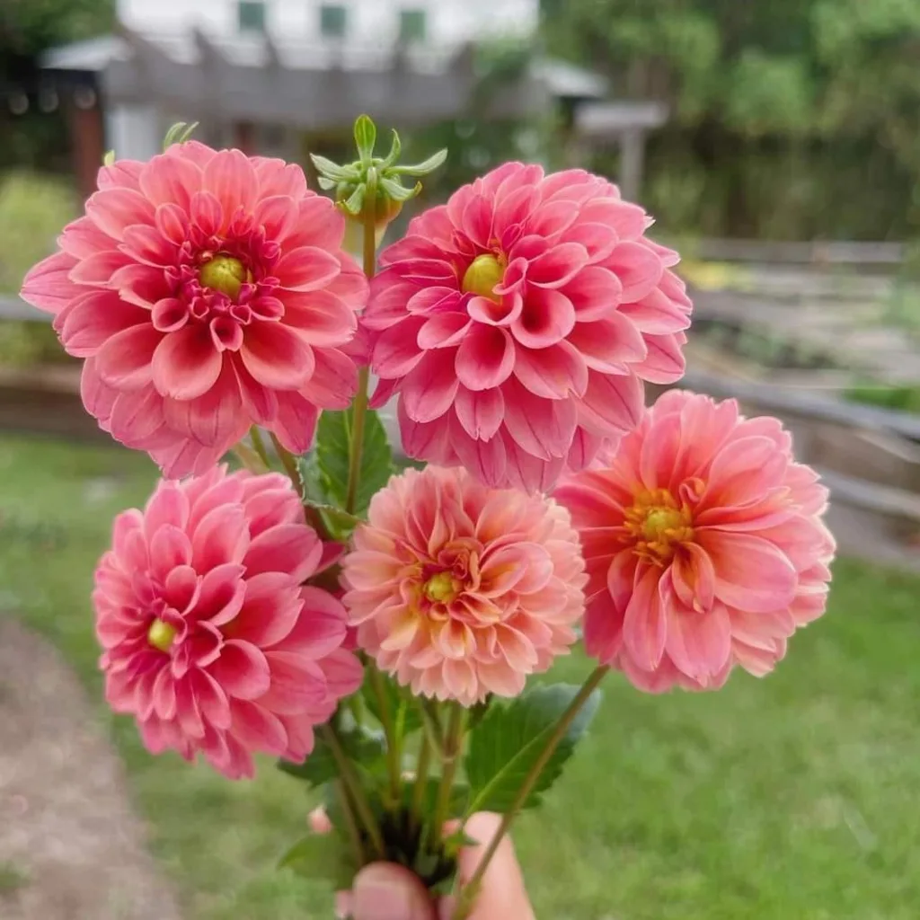 Dahlia Pinnata