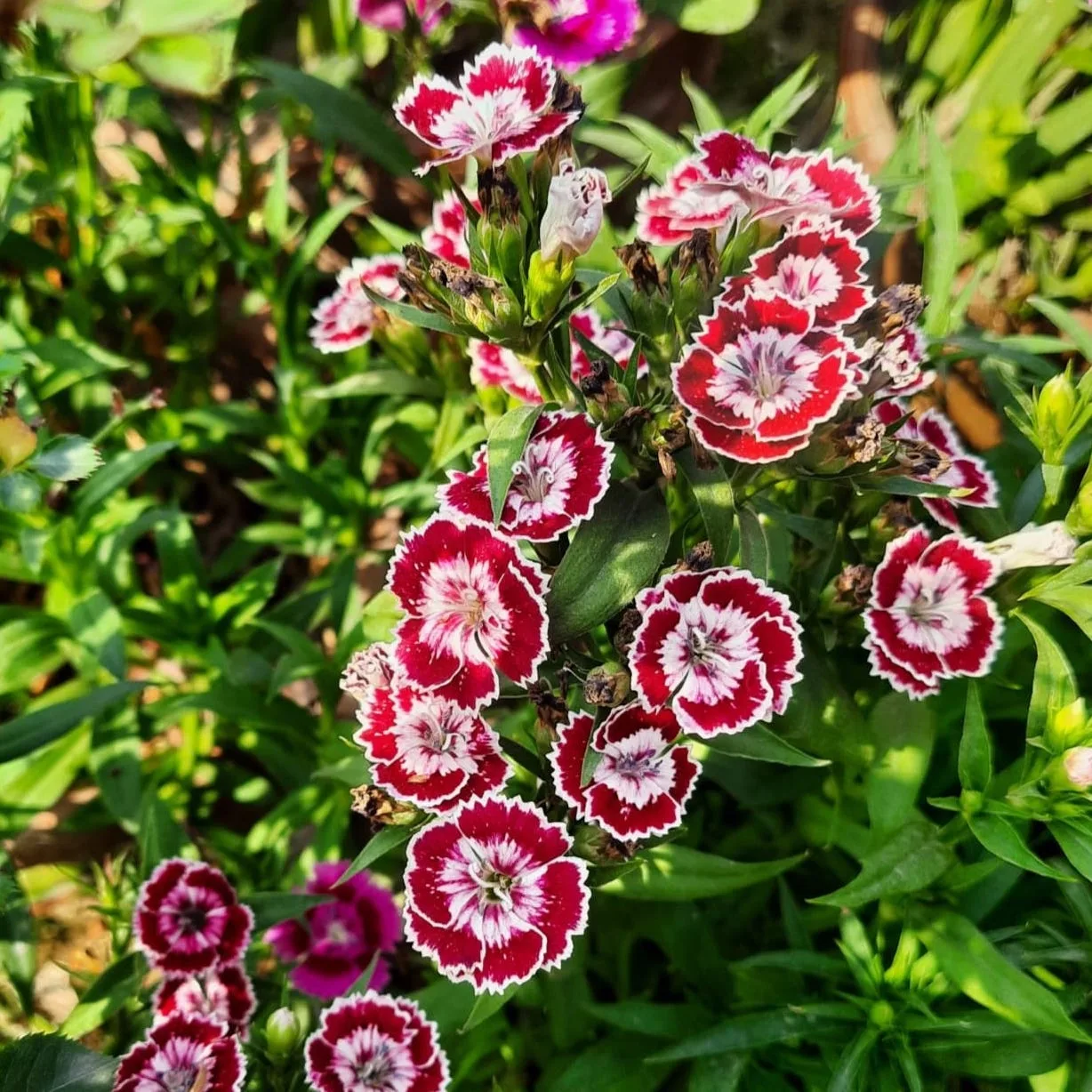 Plant FAQs Dianthus Chinensis