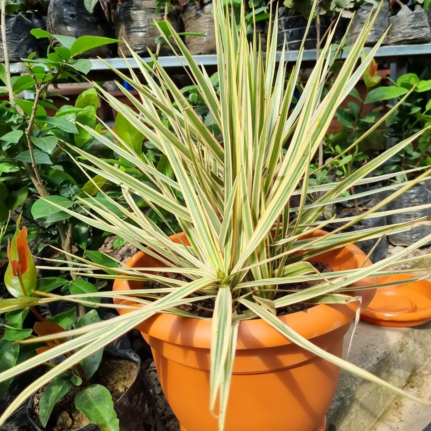 Plant FAQs: Dracaena Angustifolia