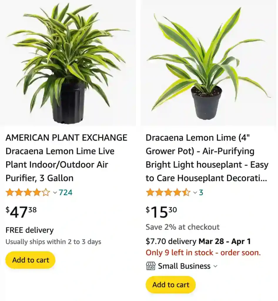 Dracaena Lemon Lime | Monsteraholic