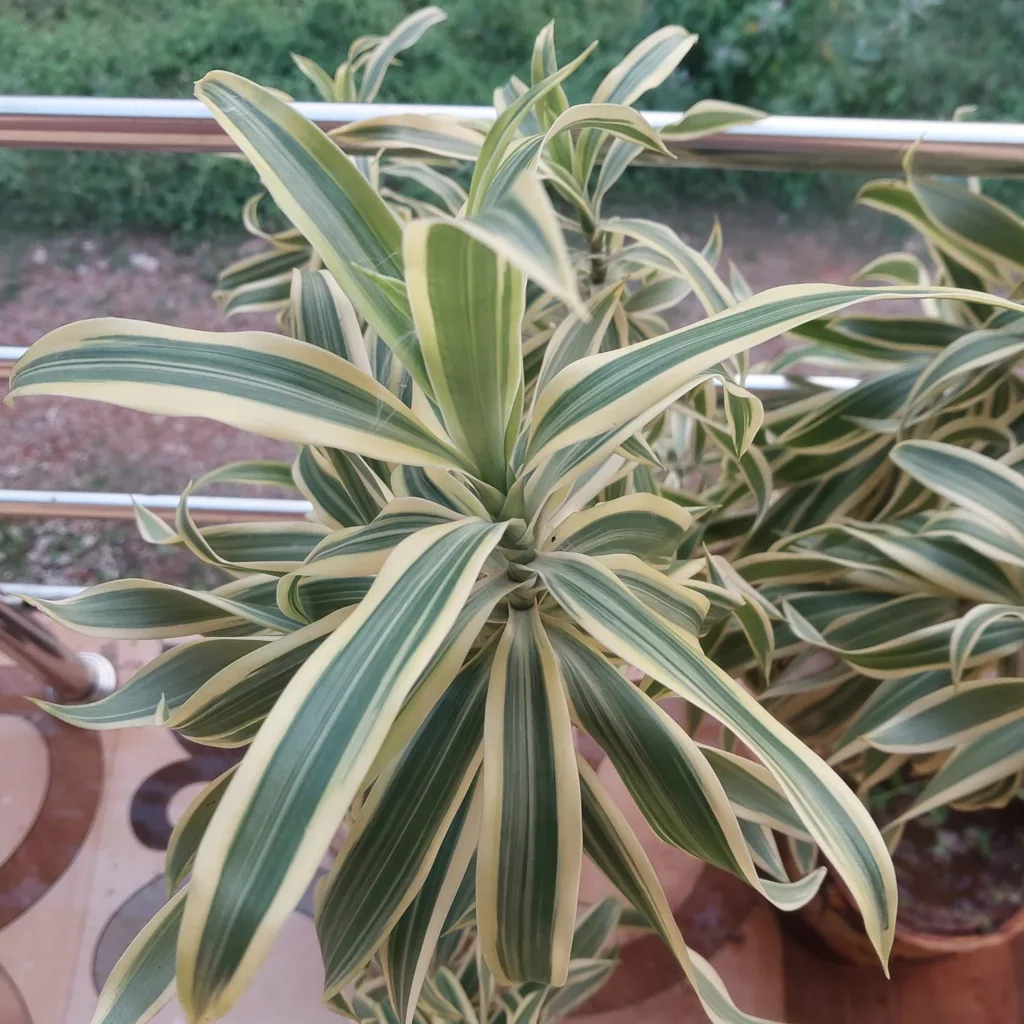 Dracaena Reflexa