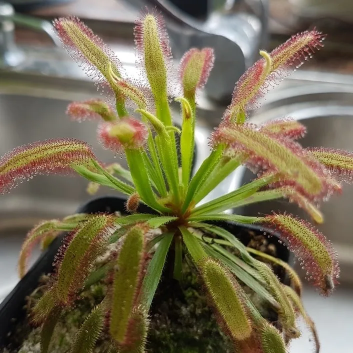 Drosera Capensis