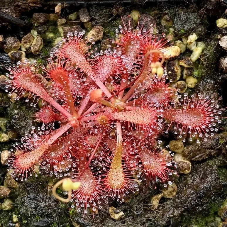 Drosera