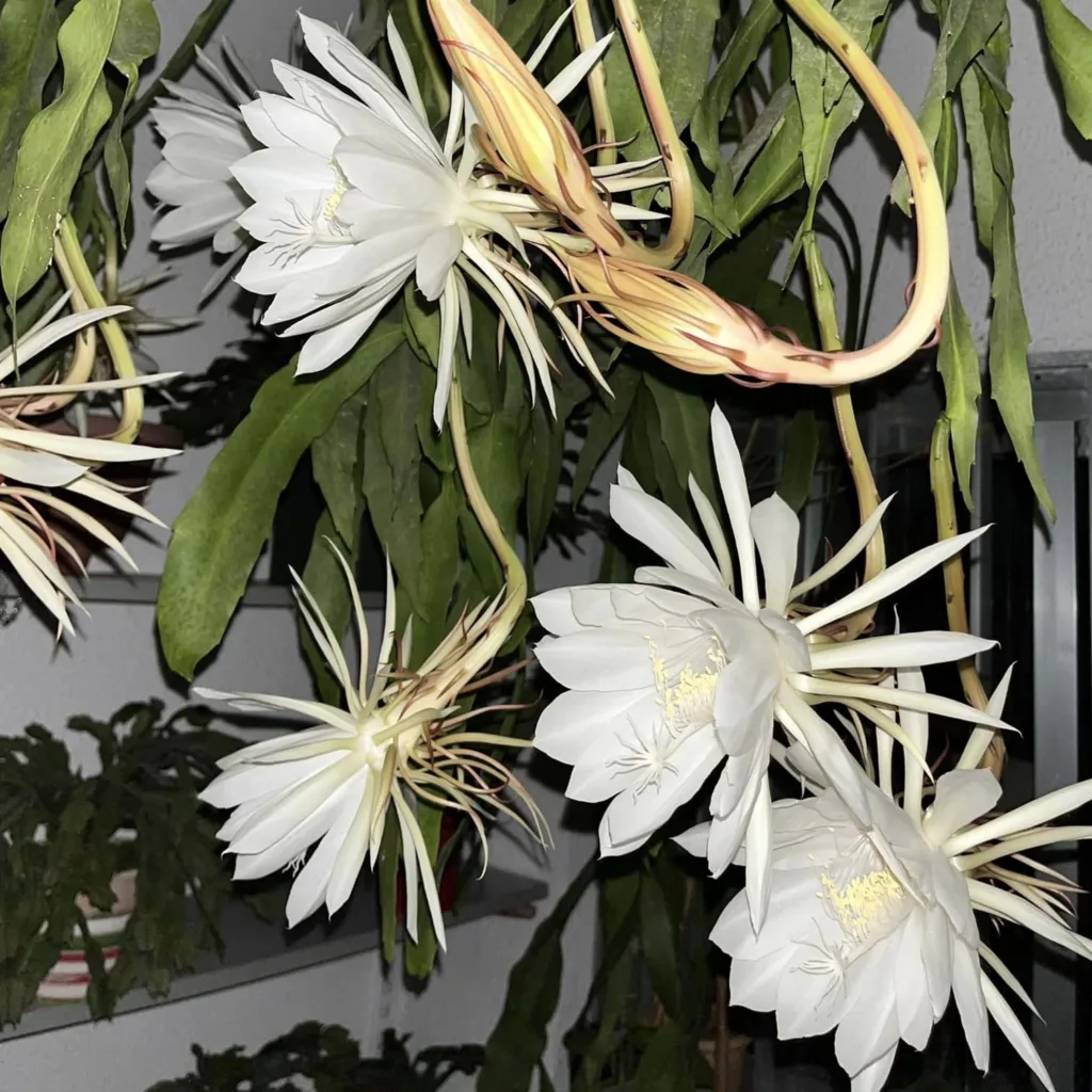 Epiphyllum Oxypetalum